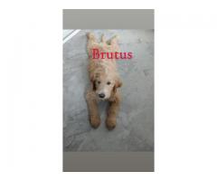 Golden Doodle Puppies!