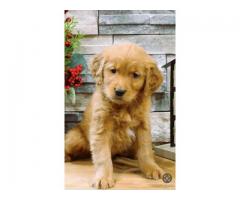 Golden Retriever pups
