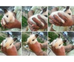 Easter baby bunnies!