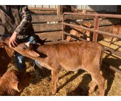 Bull Calves For Sale