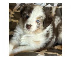 Australian shepherd puppies