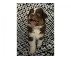 Australian shepherd puppies