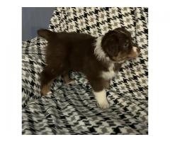 Australian shepherd puppies