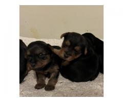Yorkie Puppies