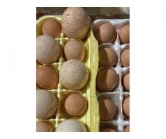 Turkey and Guinea eggs