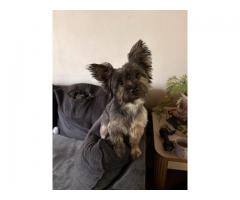 Yorkie boy