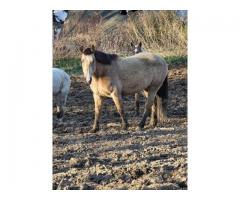 Buckskin Horse