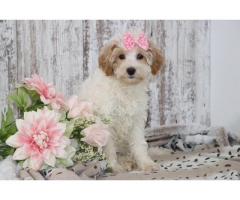 Maltese/poodle mix - Maltepoo female puppy for sale
