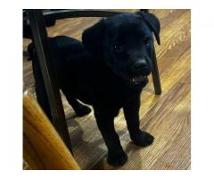Labrador puppies