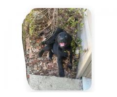 Labrador puppies