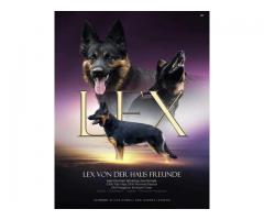 AKC Import line German Shepherd pups 100% DDR