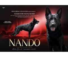 AKC Import line German Shepherd pups 100% DDR