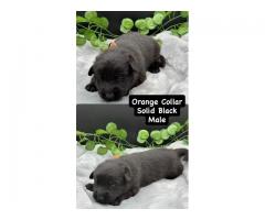 AKC Import line German Shepherd pups 100% DDR