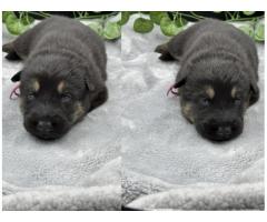 AKC Import line German Shepherd pups 100% DDR