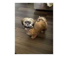 Shih tzu puppy
