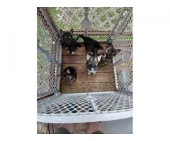 shepherd husky puppies.