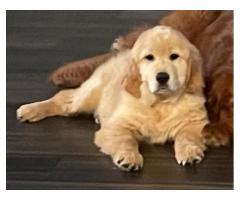 NEEDS HOME ASAP! Golden puppy