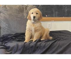 NEEDS HOME ASAP! Golden puppy