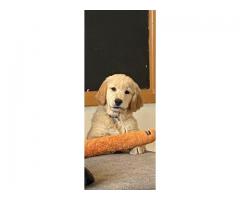 NEEDS HOME ASAP! Golden puppy