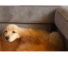 NEEDS HOME ASAP! Golden puppy