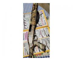 Mossberg 835 tactical turkey