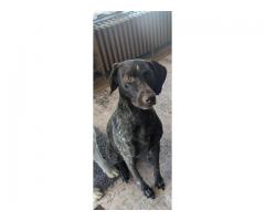 German shorthaired pointer
