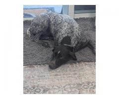 German shorthaired pointer
