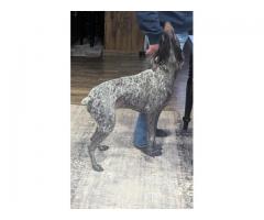 German shorthaired pointer