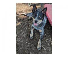 Blue heeler