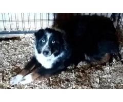 Female Australian shepherd