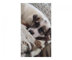 Puppies