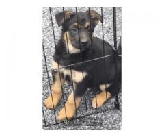 4 male German shepherds puppies
