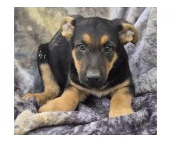 4 male German shepherds puppies