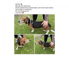 Rabbit dog( beagle)