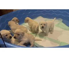 Akc English Labrador puppies ready June 5th