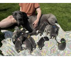 AKC Registered Great Dane Blue & Blue Harlequin Puppies!