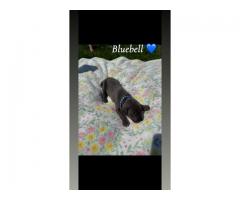 AKC Registered Great Dane Blue & Blue Harlequin Puppies!