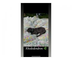 AKC Registered Great Dane Blue & Blue Harlequin Puppies!