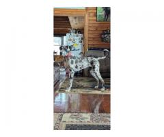 AKC Registered Great Dane Blue & Blue Harlequin Puppies!