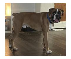 Boxer Puppy