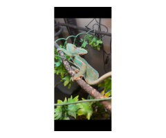 Veiled Chamelon