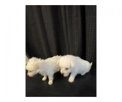 Shih Tzu Pomeranian mix