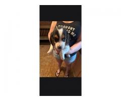 AKC Beagle pups