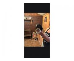 AKC Beagle pups