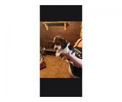 AKC Beagle pups