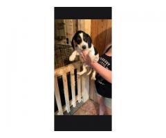 AKC Beagle pups