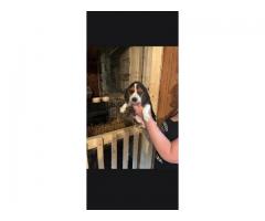 AKC Beagle pups