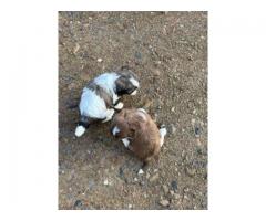 Shih Tzu puppies