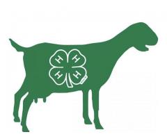 ISO 4-H animals