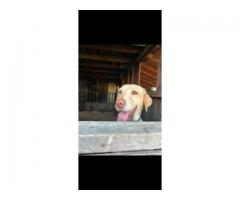 AKC Female Lab